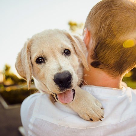 Camping with dog in South Tyrol? We love dogs at Lärchwiese!